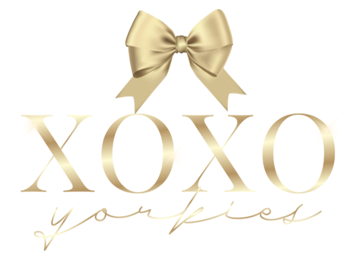 XOXO Yorkies